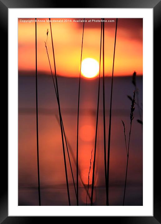 Tall Grass In Sunset Framed Mounted Print by Anne Macdonald