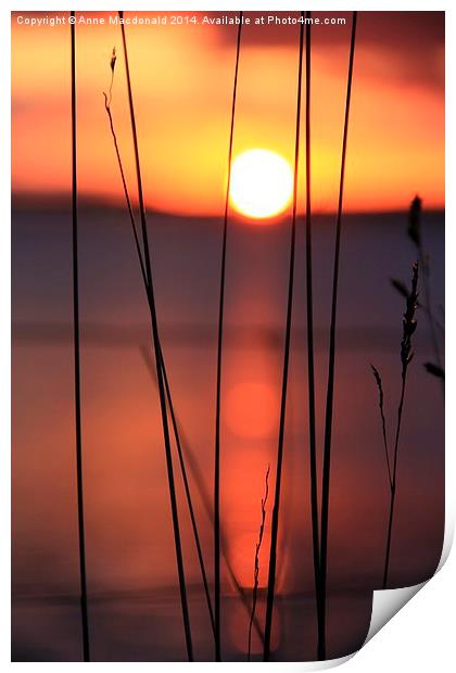 Tall Grass In Sunset Print by Anne Macdonald