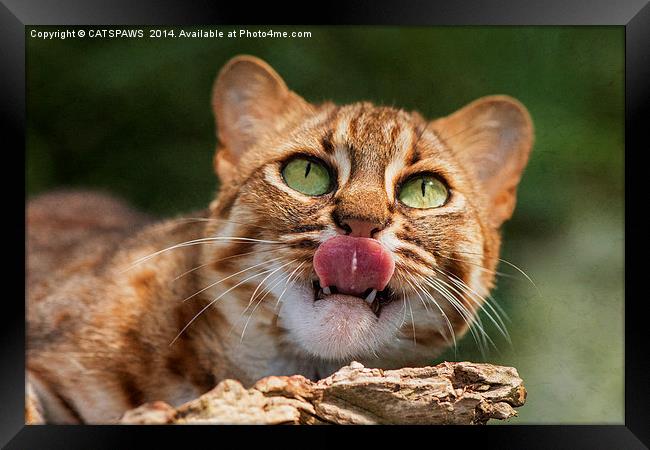  RUSTY SPOTTED CAT LICK Framed Print by CATSPAWS 