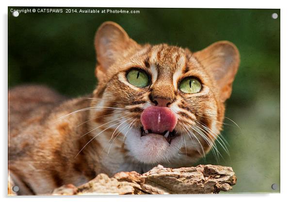  RUSTY SPOTTED CAT LICK Acrylic by CATSPAWS 