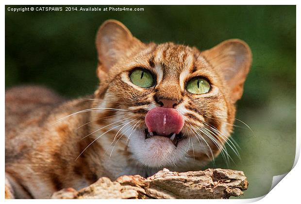  RUSTY SPOTTED CAT LICK Print by CATSPAWS 