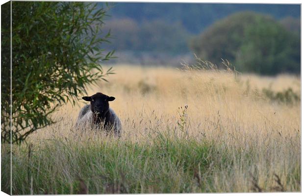  I'm Being Sheepish Canvas Print by David Brotherton