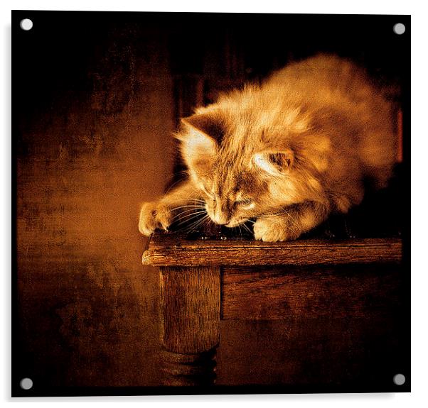  Kitten on a chair Acrylic by Alan Mattison