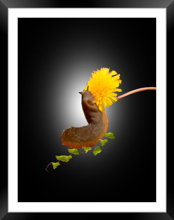  The Snail Feast. Framed Mounted Print by Heather Goodwin
