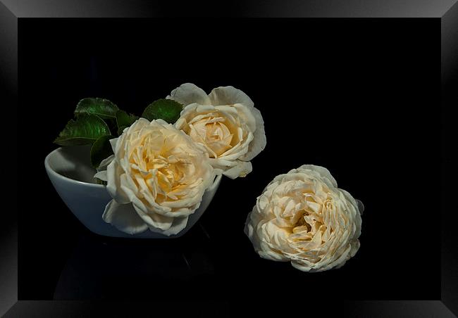 Cream roses still life Framed Print by Eddie John