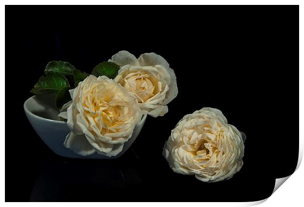 Cream roses still life Print by Eddie John