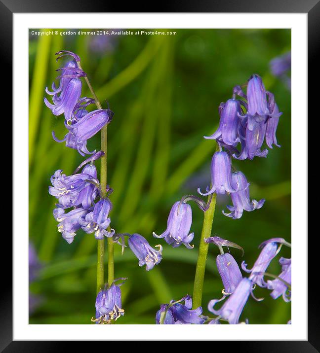 Purple Bluebells in Wiltshire Framed Mounted Print by Gordon Dimmer