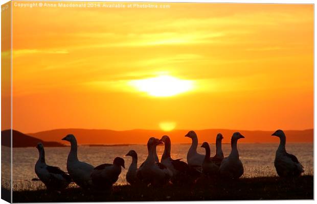  Geese In Sunset Canvas Print by Anne Macdonald