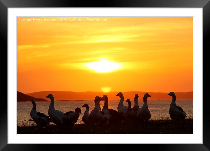  Geese In Sunset Framed Mounted Print by Anne Macdonald