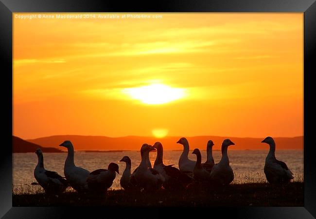  Geese In Sunset Framed Print by Anne Macdonald
