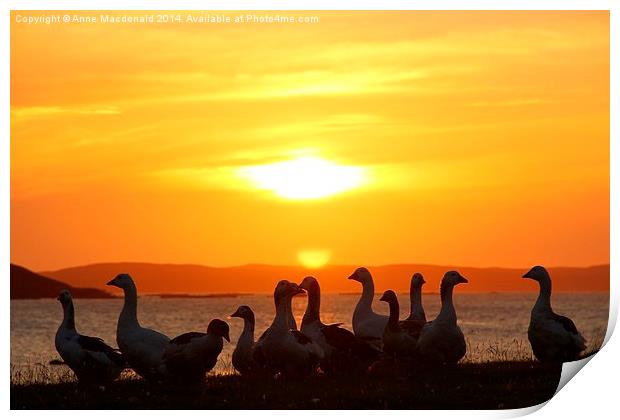  Geese In Sunset Print by Anne Macdonald