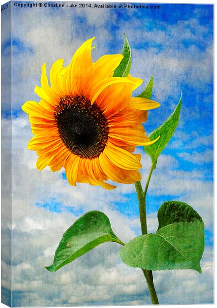 Sunflower  Canvas Print by Christine Lake