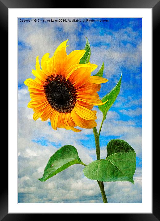 Sunflower  Framed Mounted Print by Christine Lake