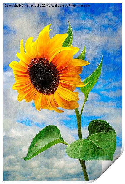 Sunflower  Print by Christine Lake