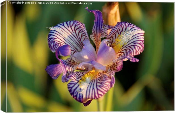  A Colourful Iris in a French Garden Canvas Print by Gordon Dimmer