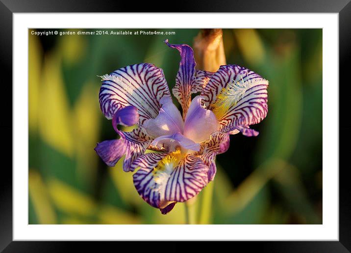  A Colourful Iris in a French Garden Framed Mounted Print by Gordon Dimmer