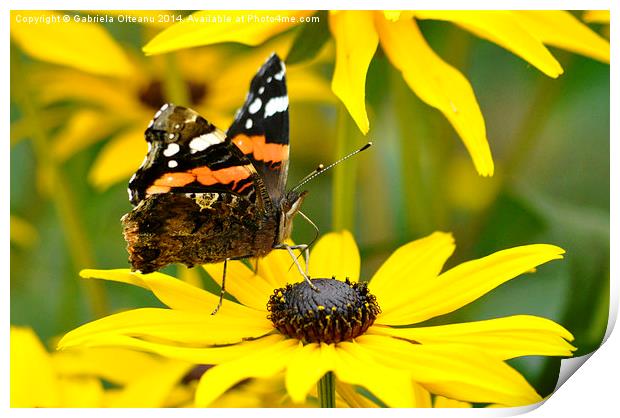  Butterfly feeding I  Print by Gabriela Olteanu