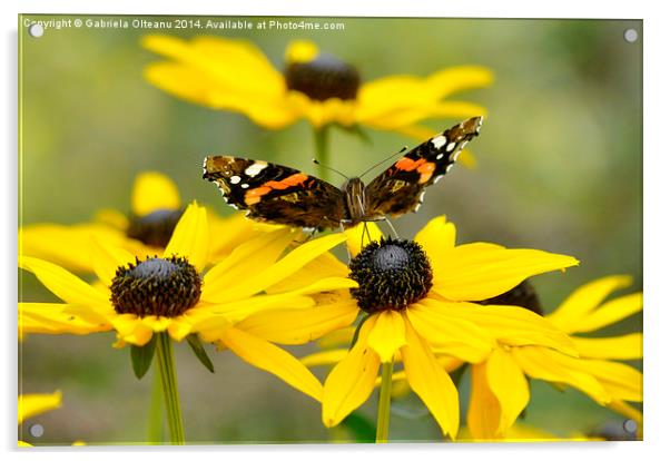   Butterfly feeding II Acrylic by Gabriela Olteanu