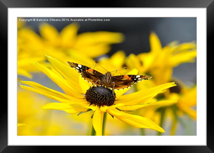   Butterfly feeding III Framed Mounted Print by Gabriela Olteanu