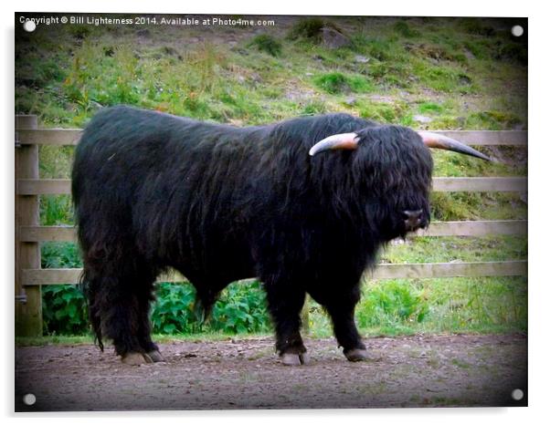  The Black Bull Acrylic by Bill Lighterness