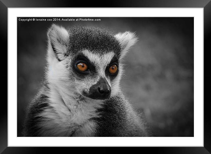  Im looking at you! Framed Mounted Print by lorraine cox
