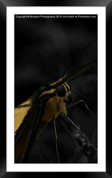  Yellow Butterfly Framed Mounted Print by rawshutterbug 