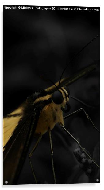  Yellow Butterfly Acrylic by rawshutterbug 