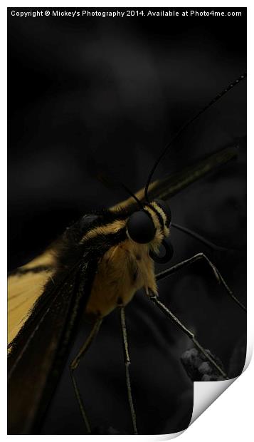  Yellow Butterfly Print by rawshutterbug 