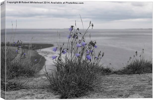  Bluebells on Holy Island Canvas Print by Robert Whitehead