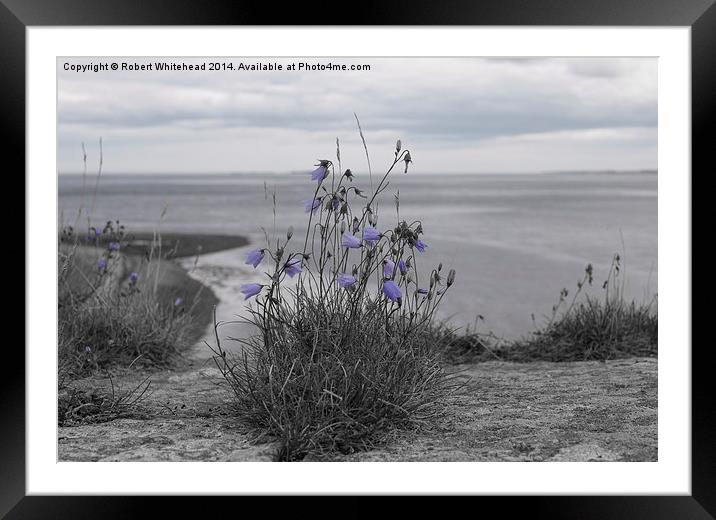  Bluebells on Holy Island Framed Mounted Print by Robert Whitehead