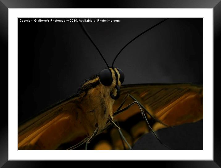 Butterfly Framed Mounted Print by rawshutterbug 