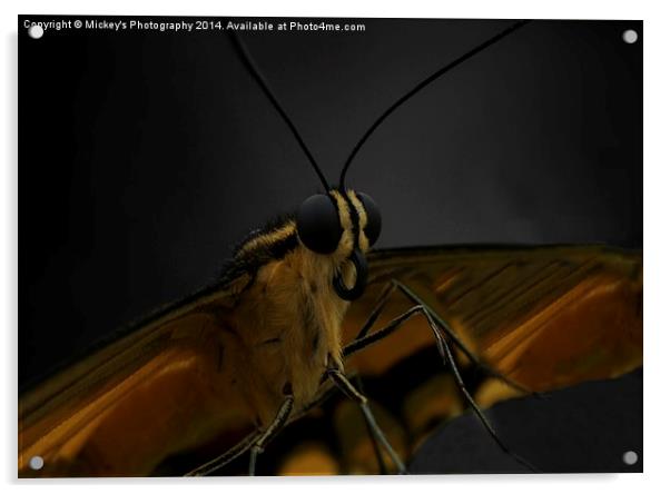 Butterfly Acrylic by rawshutterbug 