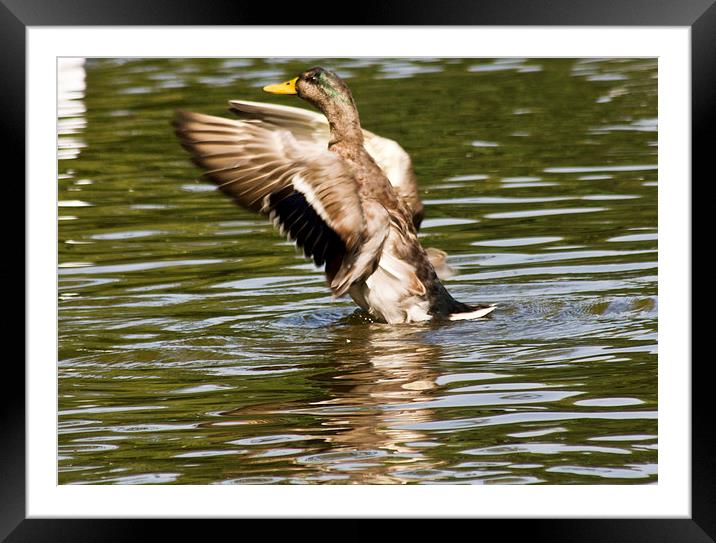  mallard Framed Mounted Print by keith sutton