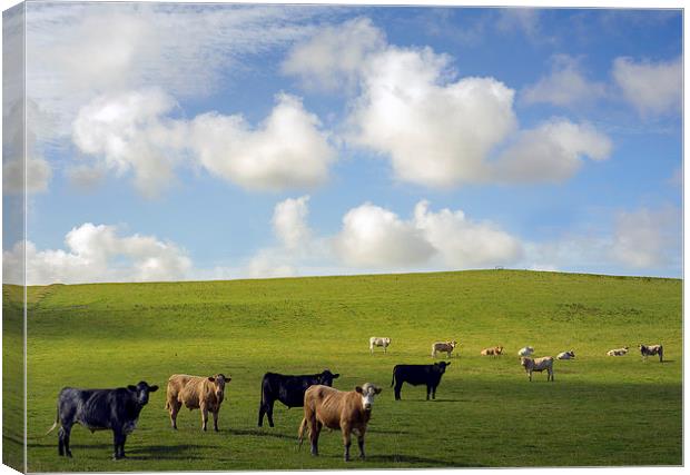  Cows in a field on a cloudy summers day Canvas Print by Mal Bray