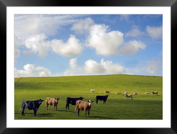  Cows in a field on a cloudy summers day Framed Mounted Print by Mal Bray