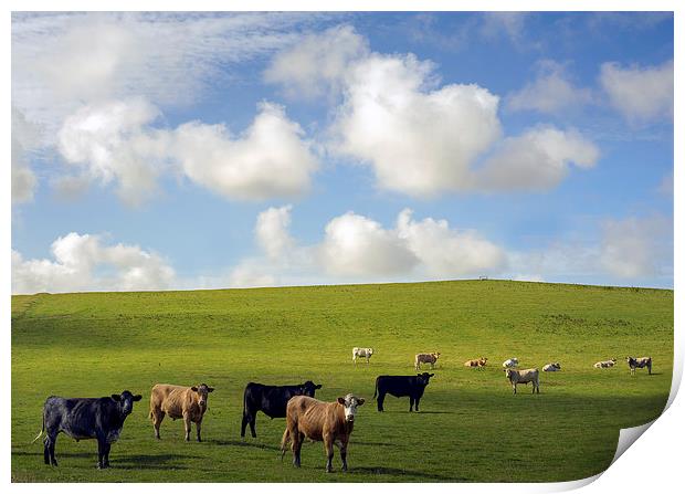  Cows in a field on a cloudy summers day Print by Mal Bray