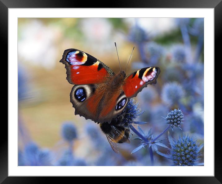 Peacock butterfly Framed Mounted Print by Victor Burnside