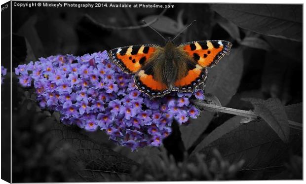  Butterfly Wings Canvas Print by rawshutterbug 