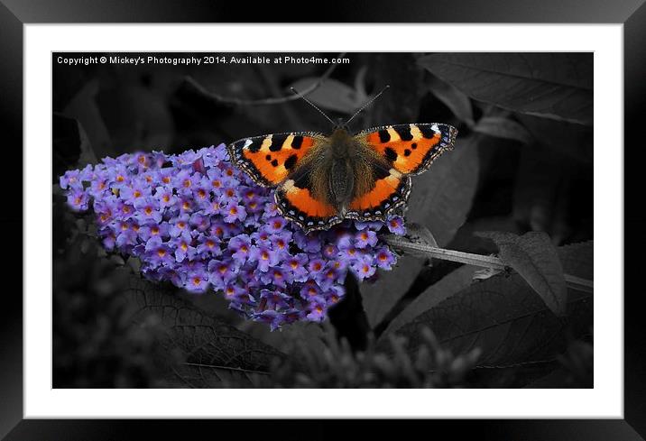  Butterfly Wings Framed Mounted Print by rawshutterbug 