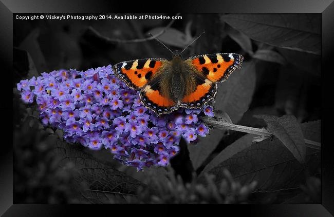  Butterfly Wings Framed Print by rawshutterbug 
