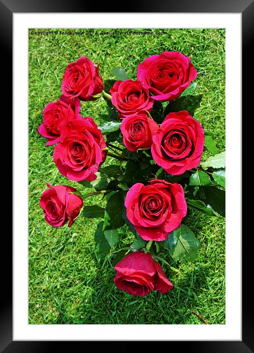  Beautiful Red Hybrid Tea roses Framed Mounted Print by Frank Irwin