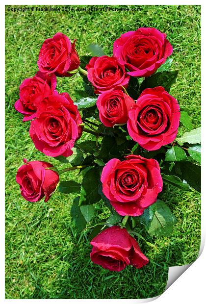  Beautiful Red Hybrid Tea roses Print by Frank Irwin
