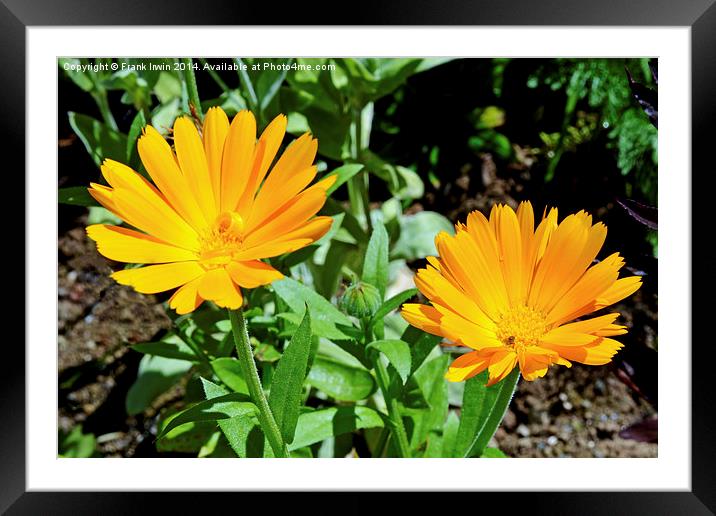  Colourful Orange Signet Marigolds, Framed Mounted Print by Frank Irwin