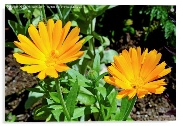  Colourful Orange Signet Marigolds, Acrylic by Frank Irwin