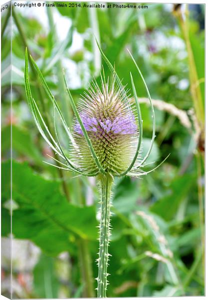 The  Common Purple Thistle plant Canvas Print by Frank Irwin