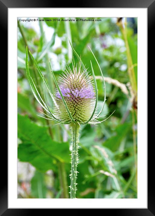 The  Common Purple Thistle plant Framed Mounted Print by Frank Irwin