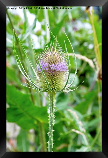 The  Common Purple Thistle plant Framed Print by Frank Irwin