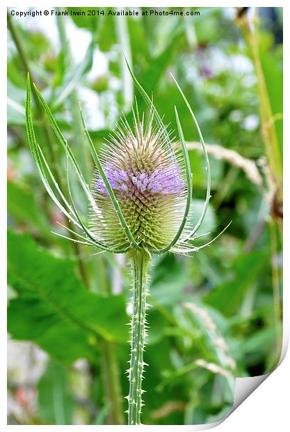 The  Common Purple Thistle plant Print by Frank Irwin