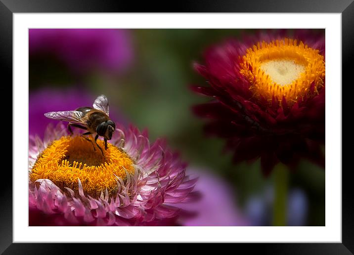  A wasp feeding on an everlasting flower. Framed Mounted Print by Eddie John