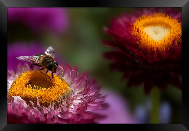  A wasp feeding on an everlasting flower. Framed Print by Eddie John